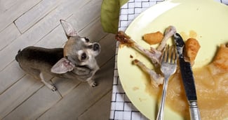 Donner les restes de ses repas à son chien