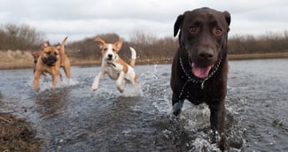 Top 5 des races de chiens qui adorent l'eau