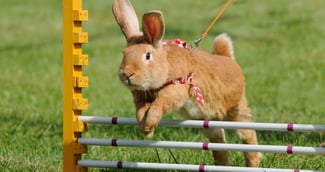 sport lapin nain