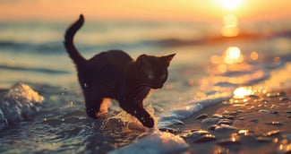 Un chat noir en harnais explore timidement la plage