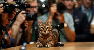 Un chat tigré sur une table de presse de la Coupe du Monde