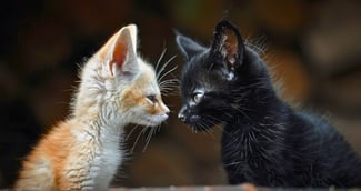 Un petit fennec blanc et d'un gros chat noir 