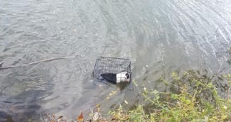 Un chiot abandonné dans une cage sur un lac