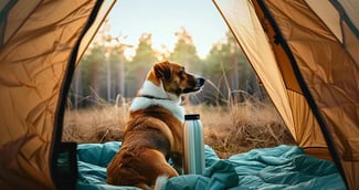 camping qui accepte les chiens