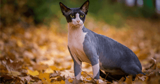 chat sphynx