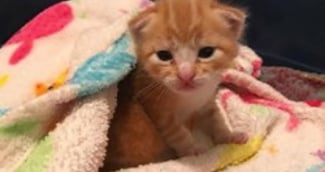 chaton roux mignon