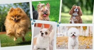 races de chiens de petite taille 