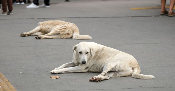 Chiens errants à Mouilleron-le-Captif : une patrouille de police rassure des habitants aux côtés de deux chiens retrouvés en divagation