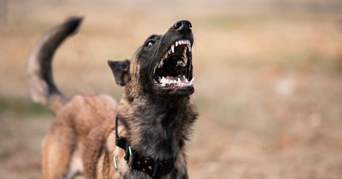 Adolescent mordu 50 fois par un chien en Seine-et-Marne