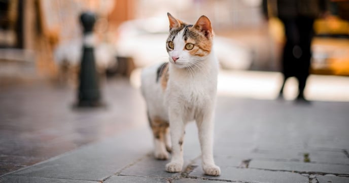 chat dans la rue 