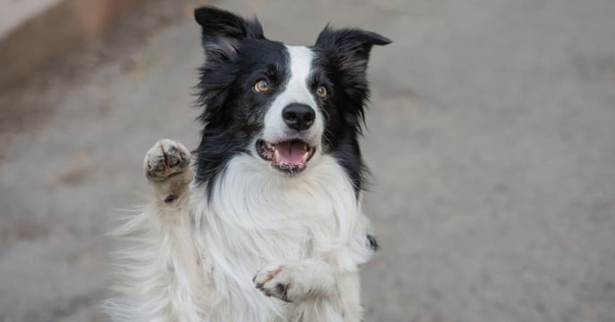  races de chiens les plus intelligents 