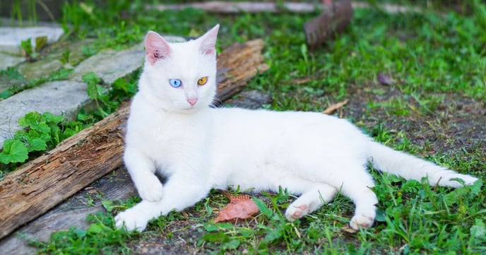 chat albinos