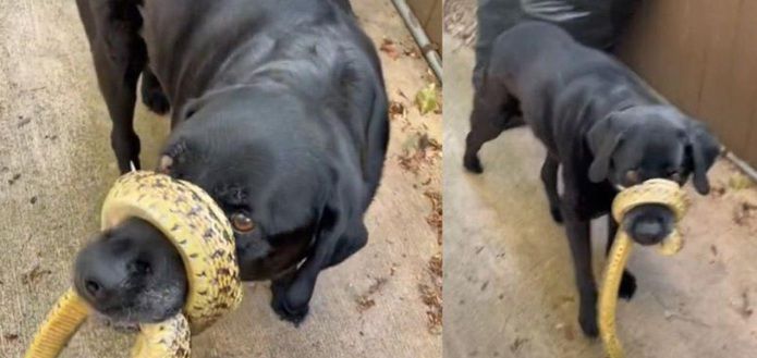 le chien revenant à la maison avec un serpent autour du museau