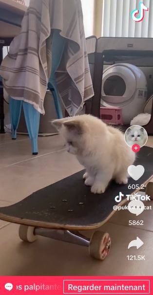 video tiktok d'une chatonne Ragdoll Puka sur un skateboard